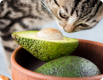 Avocados in a bowl