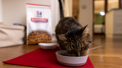 Cat eating his food on the floor