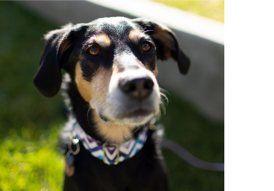 A black pet dog