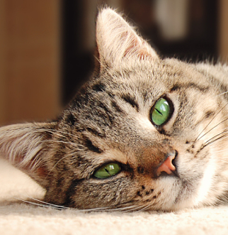 cat
