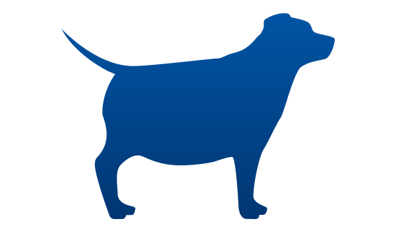 Overweight dog
