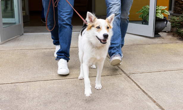 a dog on a walk
