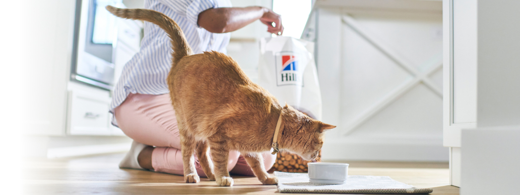 Cat eating Hill's food