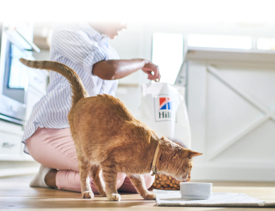 Cat eating Hill's food