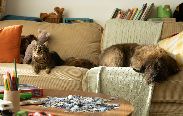 Cat and Dog chilling in a sofa