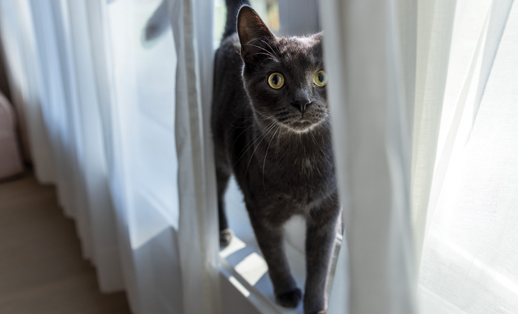 Cat hidden on curtains