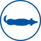 a healthy dog icon